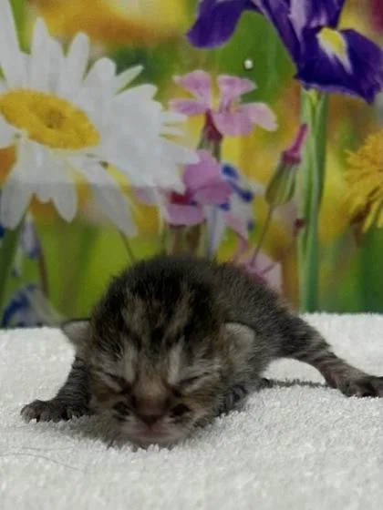 A baby small-sized female Domestic Short Hair cat named Enid for adoption in San Antonio, TX