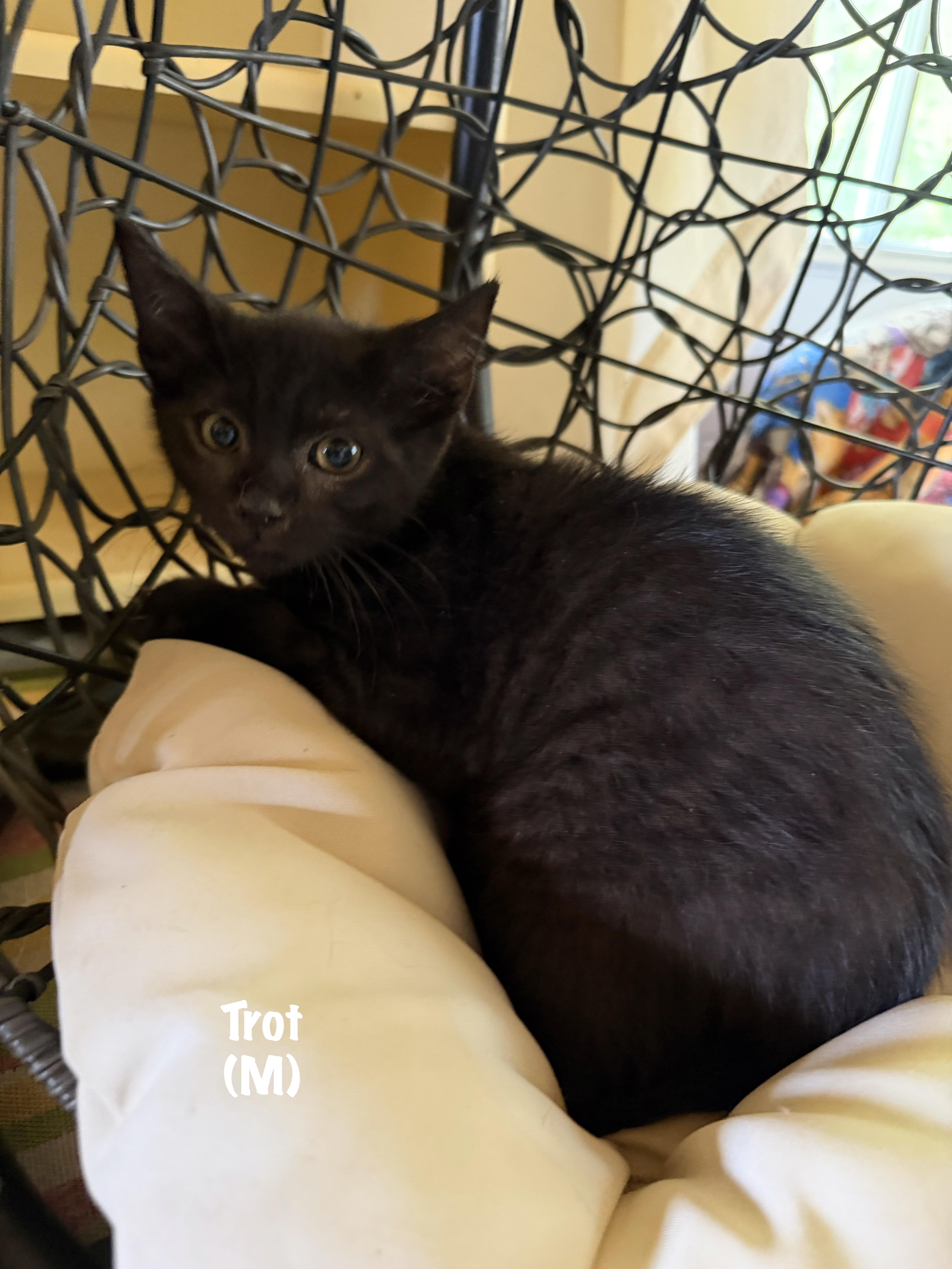 A baby medium-sized male Black Domestic Short Hair cat named Trot for adoption in East Hartford , CT