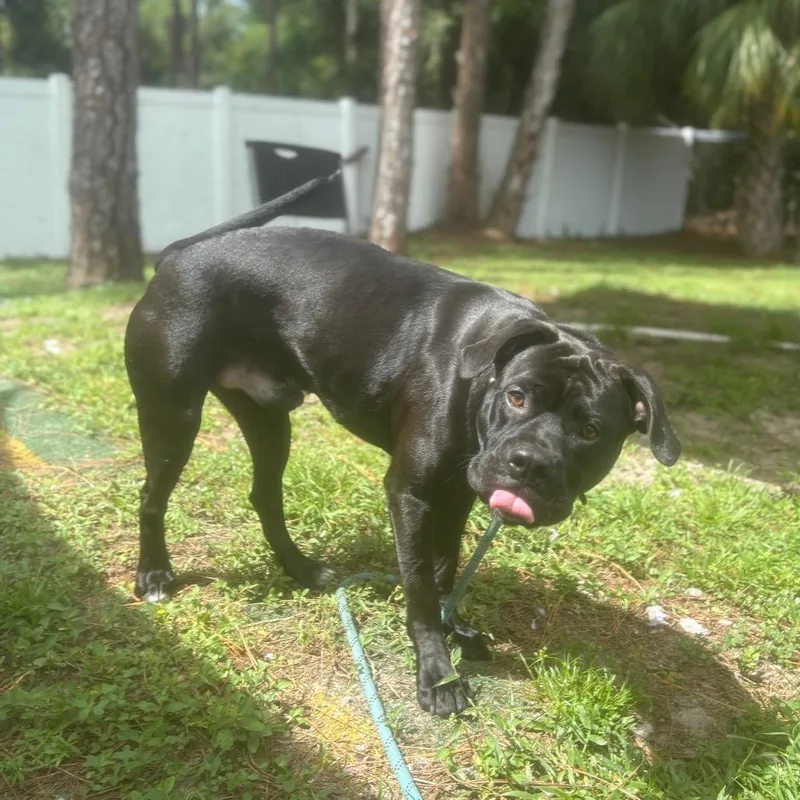 A young medium-sized male Black Mixed Breed dog named Rex for adoption in Naples, FL