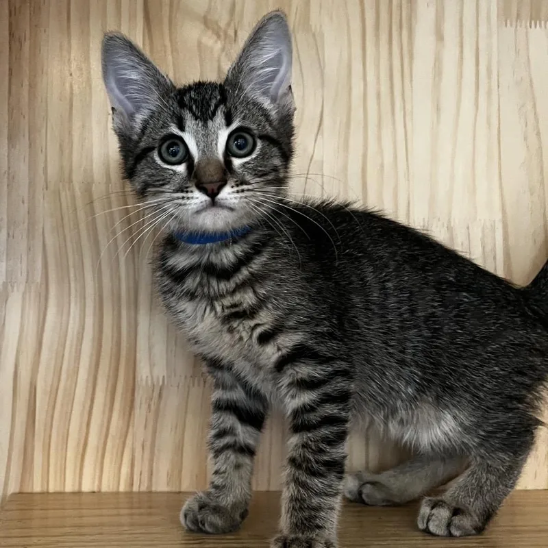 A baby small-sized male Brown / Chocolate Domestic Short Hair cat named Bingo for adoption in Yucca Valley, CA