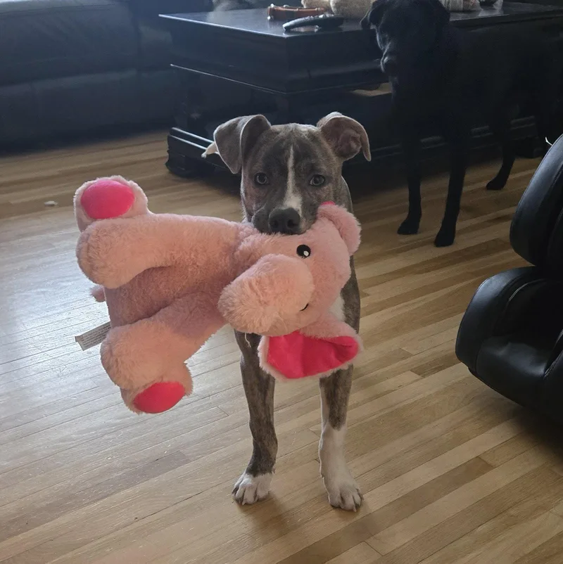 A young medium-sized female Pit Bull Terrier dog named Kaiyah for adoption in Fargo, ND