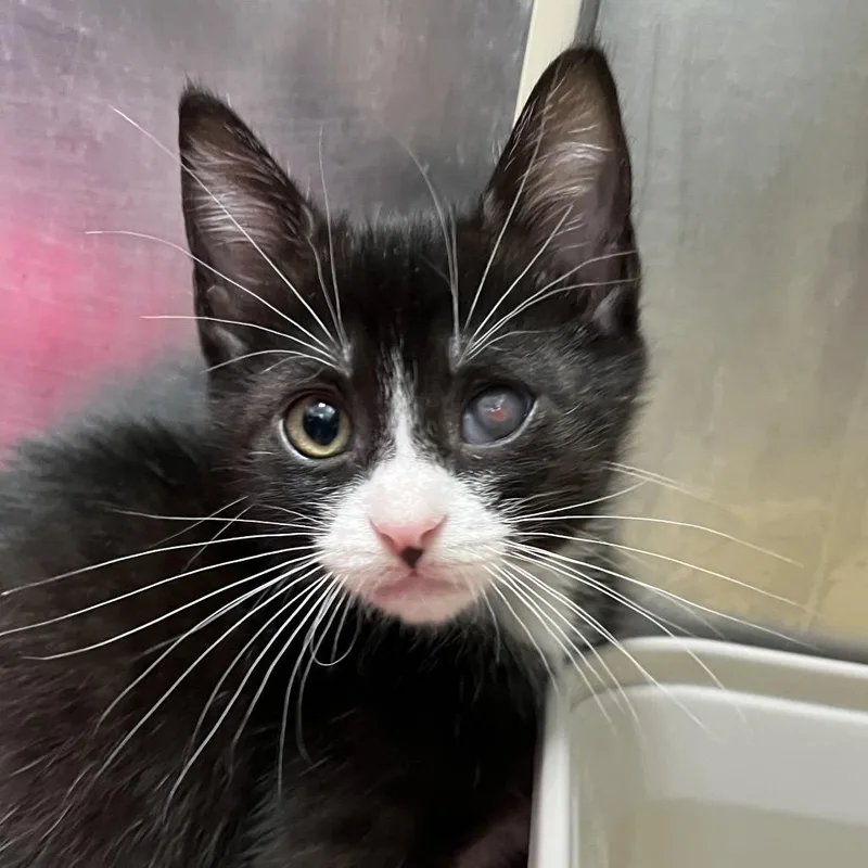 A baby small-sized male Black Domestic Medium Hair cat named Cucumber Melon for adoption in Hawthorne, CA
