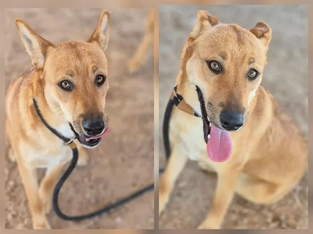 A young medium-sized female German Shepherd Dog dog named Cassidy for adoption in Albuquerque, NM