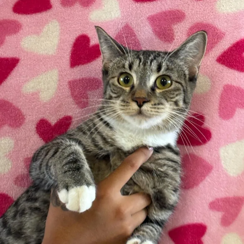 A young medium-sized female Domestic Short Hair cat named Taurus for adoption in Santa Barbara, CA