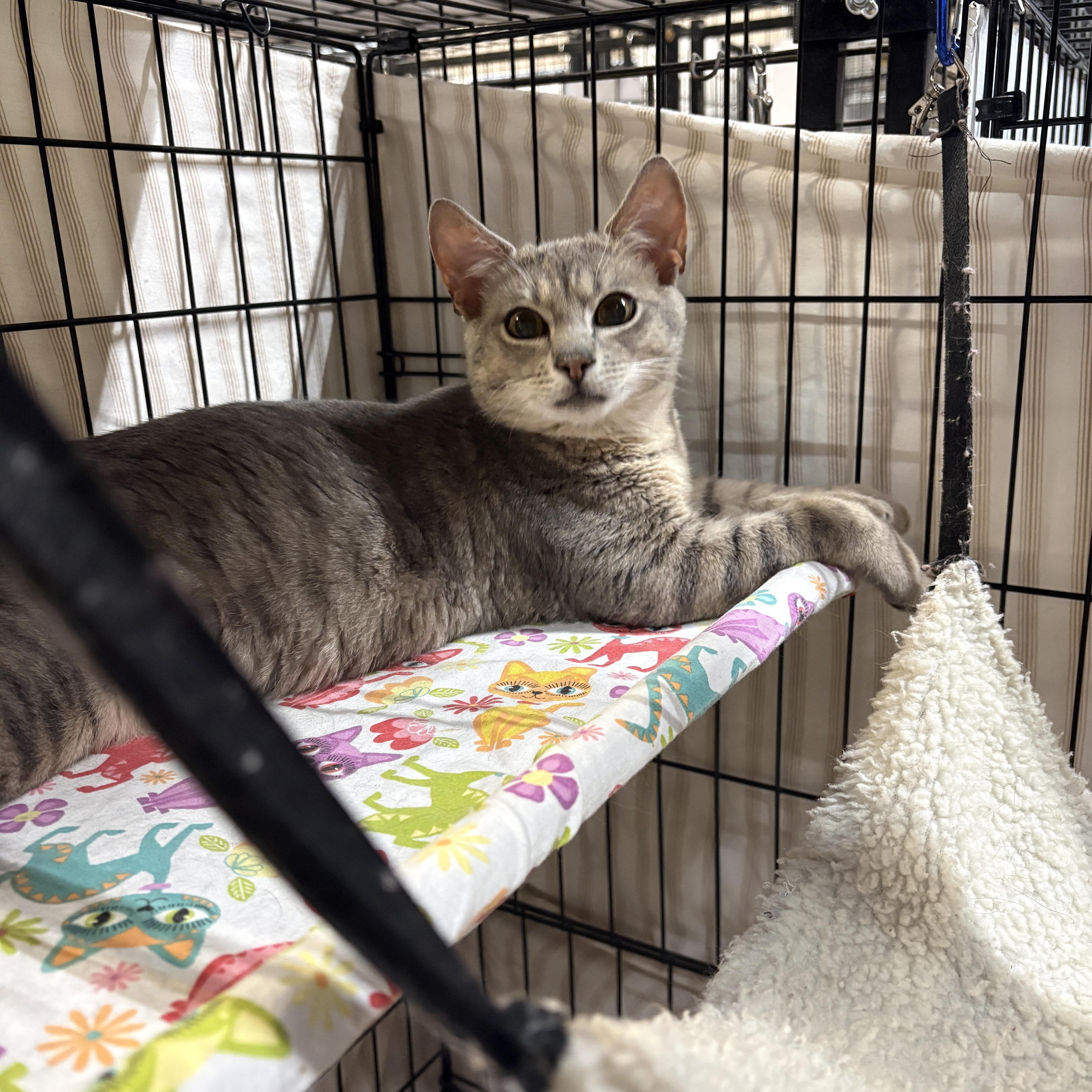 A young small-sized male Tabby (Gray / Blue / Silver) Domestic Short Hair cat named Ben for adoption in Centerville, GA