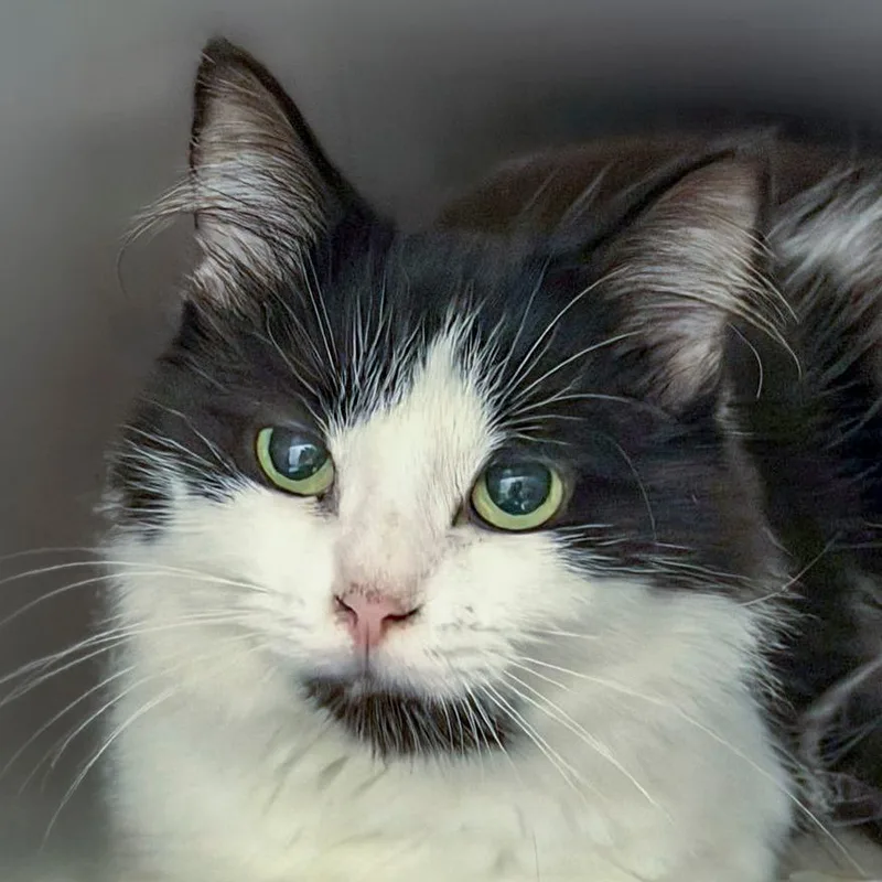 A young small-sized female Black Domestic Medium Hair cat named Claire for adoption in Chapel Hill, NC