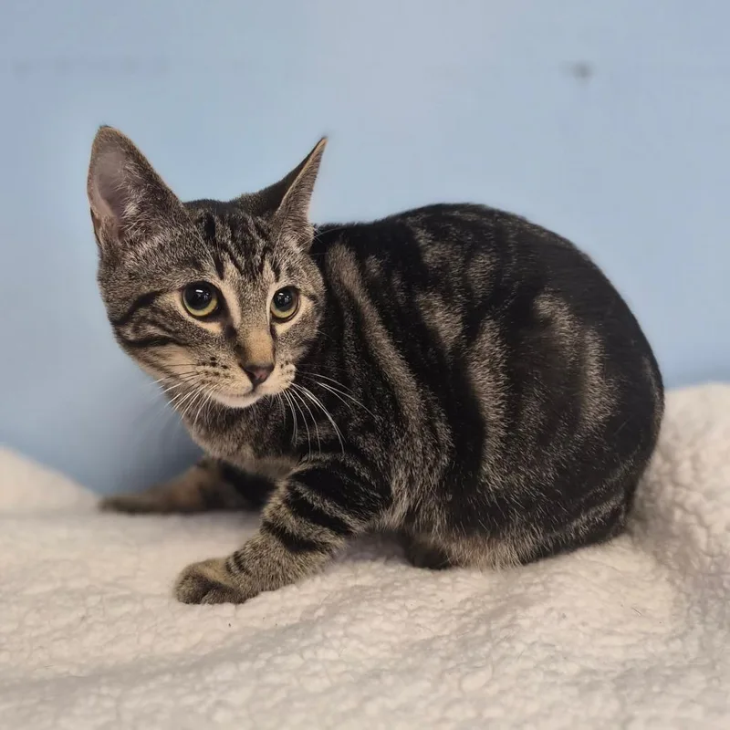 A baby medium-sized male Gray / Blue / Silver Domestic Short Hair cat named Ash for adoption in Wahiawa, HI