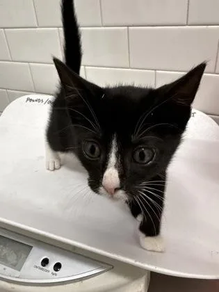 A baby small-sized female Domestic Short Hair cat named Cerulean for adoption in Atlanta, GA