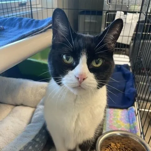 A senior medium-sized female Black Domestic Short Hair cat named Lola for adoption in Attleboro, MA