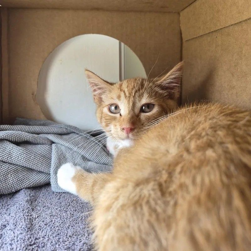 A baby small-sized female Orange / Red Domestic Short Hair cat named Cash Now for adoption in Baltimore, MD