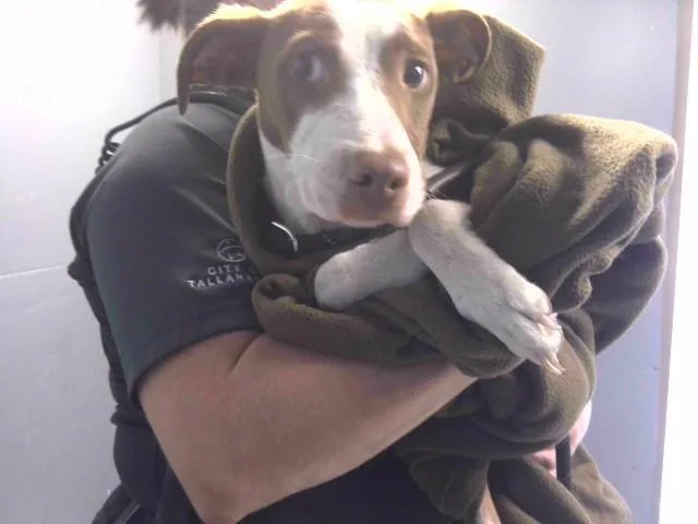 A young small-sized male Pit Bull Terrier dog named Miles for adoption in Tallahassee, FL