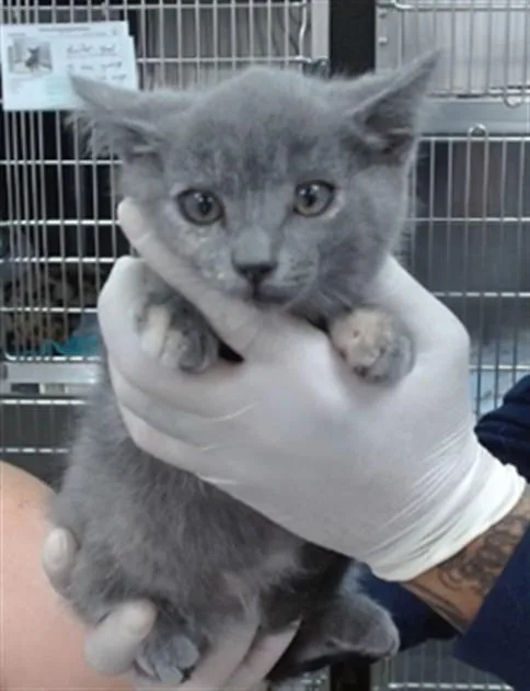 A baby medium-sized female Domestic Short Hair cat named Sage for adoption in Salinas, CA