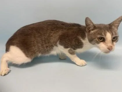 An adult small-sized female Domestic Short Hair cat named Bacon Bit for adoption in Golden Valley, MN