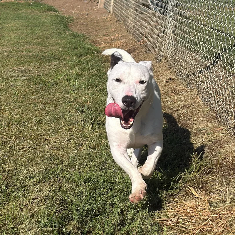 An adult medium-sized male White / Cream Pit Bull Terrier dog named Moose for adoption in Benton Harbor, MI
