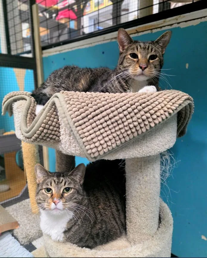 An adult medium-sized male Domestic Short Hair cat named Styles for adoption in Chicago, IL