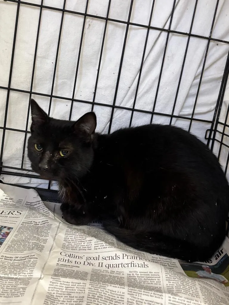 A young medium-sized female Domestic Short Hair cat named Latte for adoption in Sorrento, LA