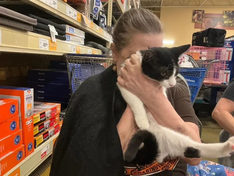 A baby medium-sized male Black & White / Tuxedo Domestic Short Hair cat named Odyssey for adoption in Shawnee, KS