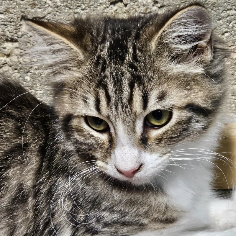 A baby medium-sized male Tabby (Brown / Chocolate) Tabby cat named Cyan for adoption in Richmond, VA