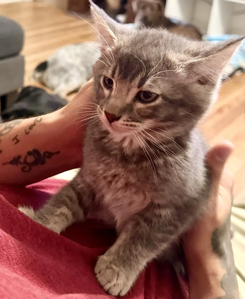 A baby medium-sized male Tabby (Gray / Blue / Silver) Domestic Short Hair cat named Dusty for adoption in Pocatello, ID