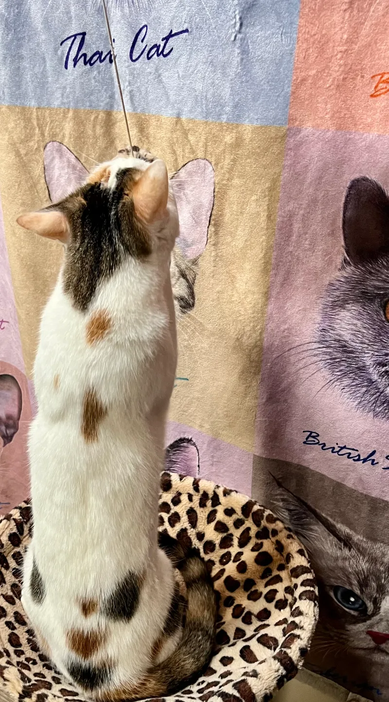 Marshmallow thumbnail 2