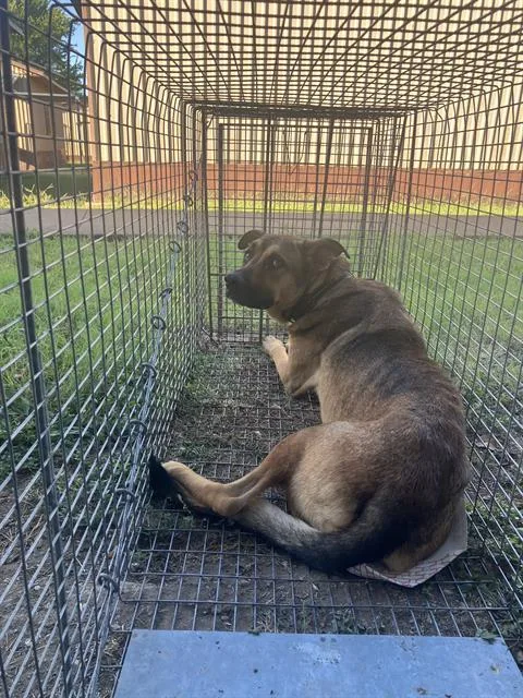 A young large-sized male Mixed Breed dog named Nike for adoption in Dallas, TX