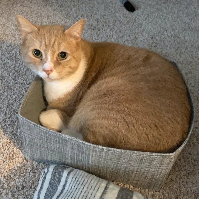An adult medium-sized male Domestic Short Hair cat named Bruce Lee  years for adoption in Sterling, MA