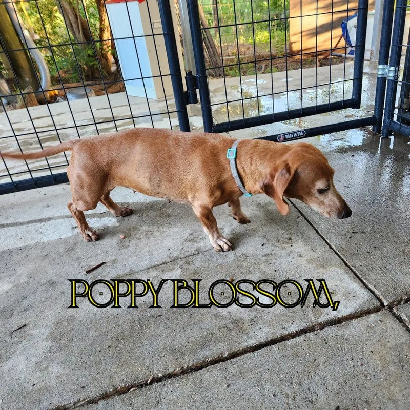 An adult medium-sized female Dachshund dog named Poppy Blossom for adoption in San Antonio, TX