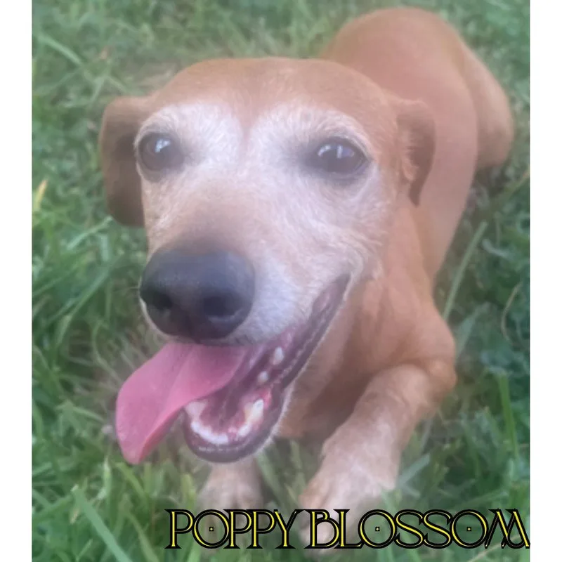 Poppy Blossom thumbnail 3