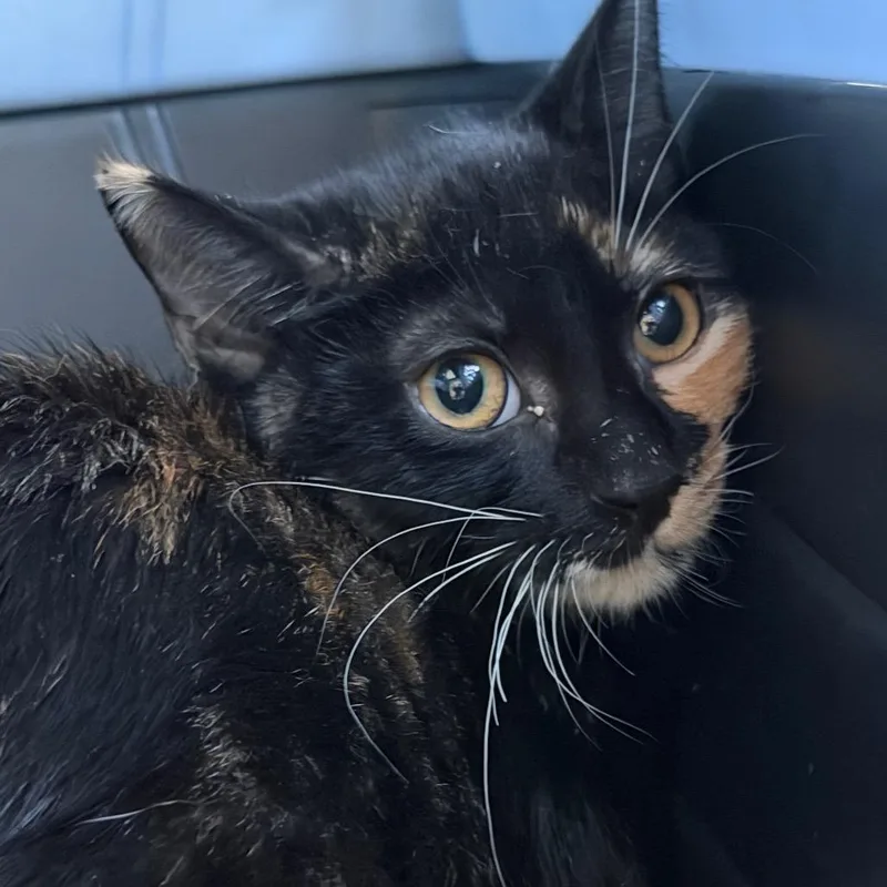 A baby medium-sized female Domestic Short Hair cat named Joan Crawford for adoption in Gainesville, FL