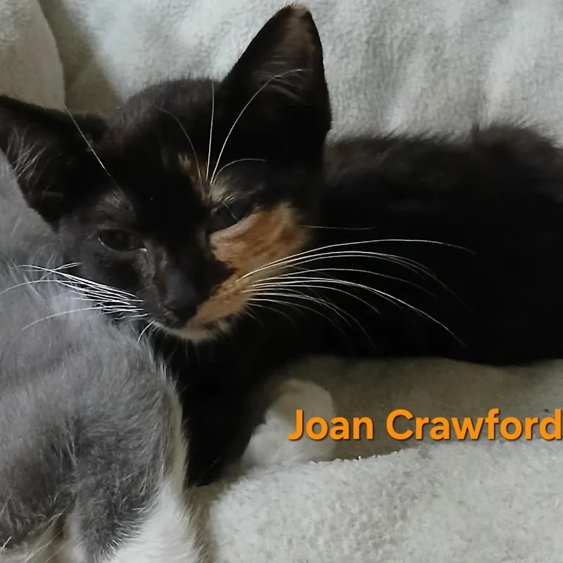 Joan Crawford thumbnail 2