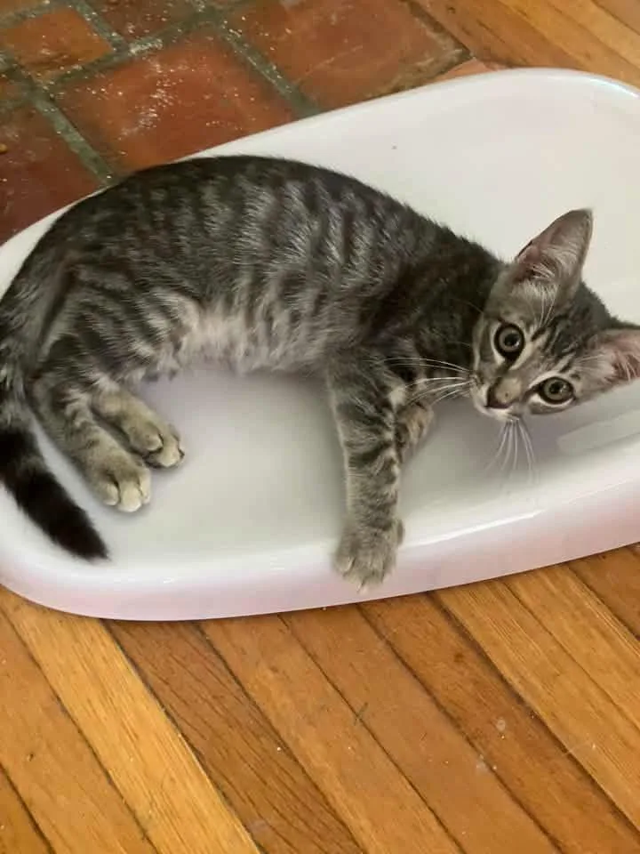A young medium-sized male Tabby (Gray / Blue / Silver) Domestic Short Hair cat named Danny for adoption in Calera, AL