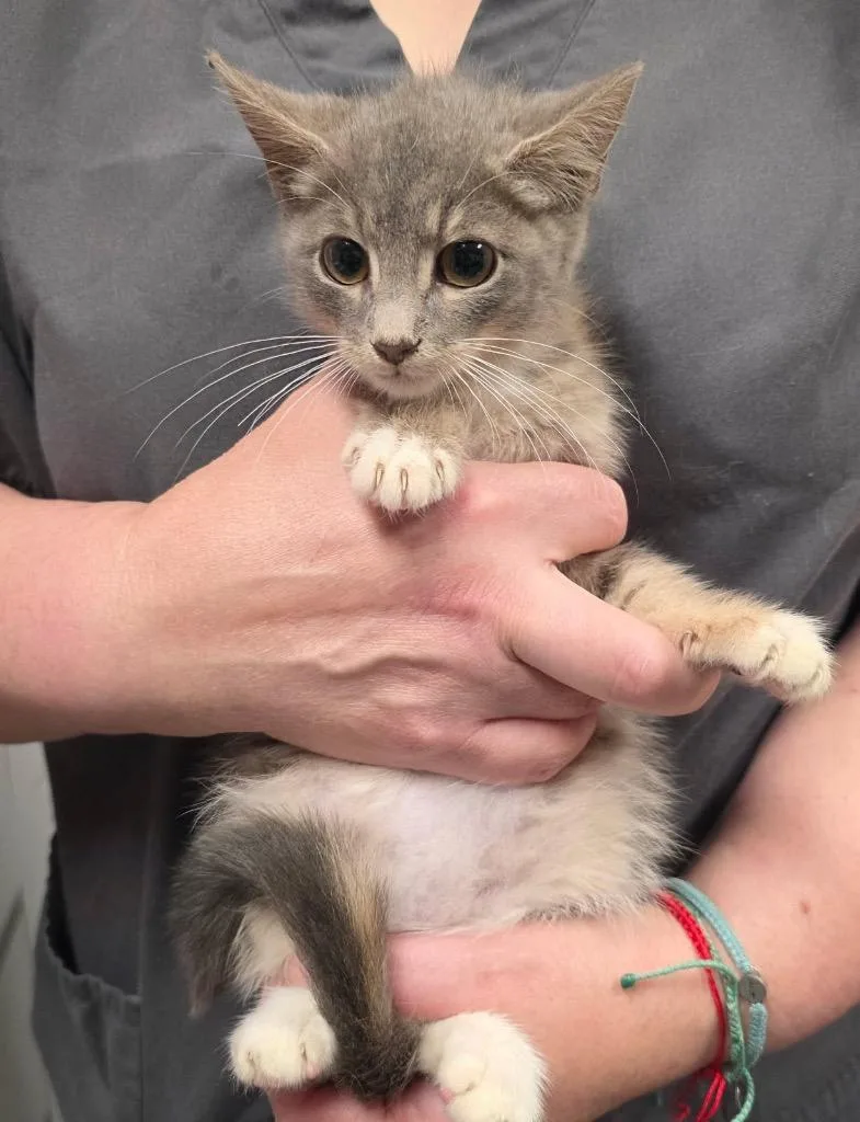 A baby small-sized female Domestic Short Hair cat named Smokey for adoption in Ewing, NJ