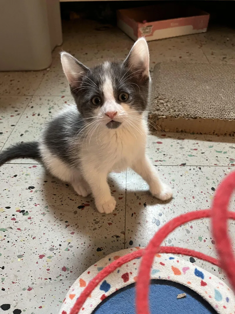 A baby medium-sized female Gray / Blue / Silver Domestic Short Hair cat named Petals Gray for adoption in Trenton, NJ