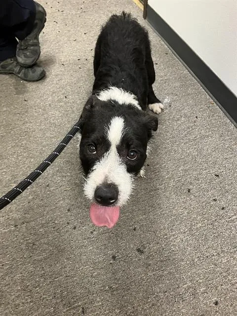 A young small-sized male Mixed Breed dog named Blueface for adoption in Dallas, TX