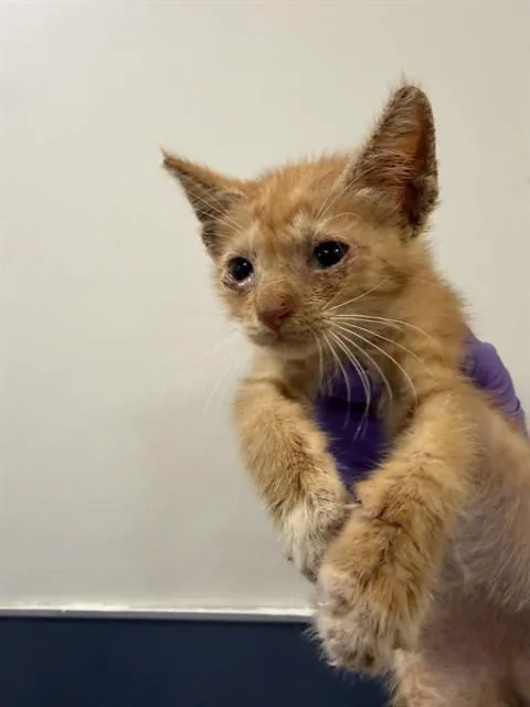A baby small-sized male Domestic Short Hair cat named Clinton for adoption in Miami, FL