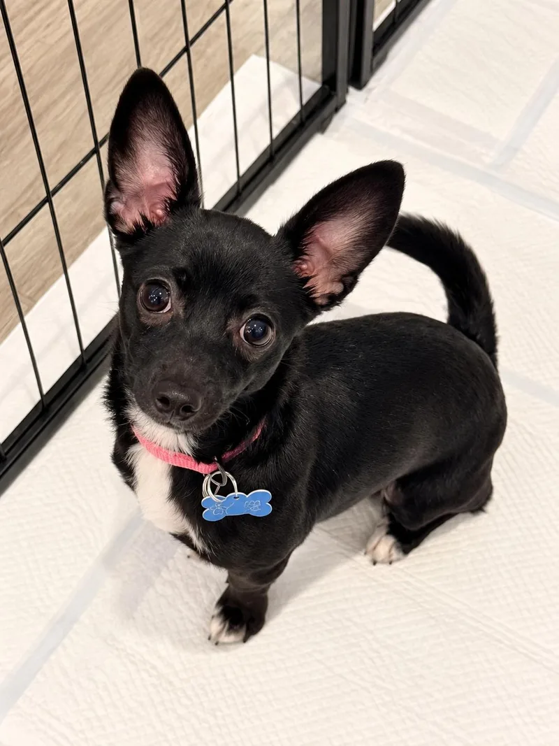 A young small-sized female Black Chihuahua dog named Jazzy for adoption in Las Vegas, NV