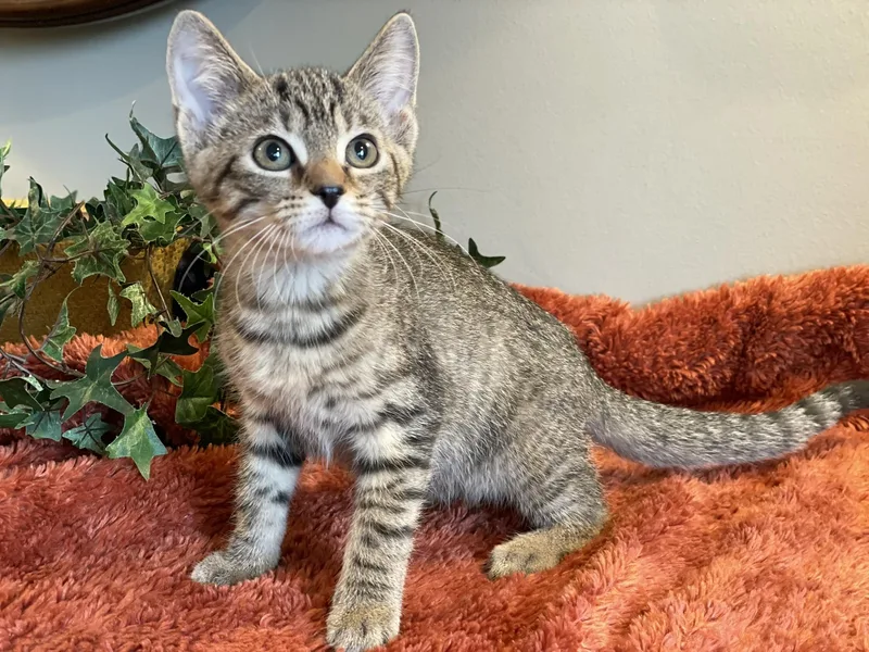 A baby medium-sized male Tabby (Buff / Tan / Fawn) Tabby cat named Ivan for adoption in Taylor, MI