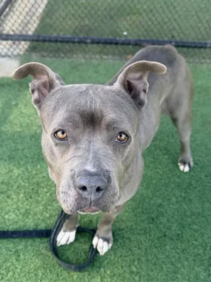 An adult large-sized female Gray / Blue / Silver Pit Bull Terrier dog named Winterberry for adoption in Kansas City, MO
