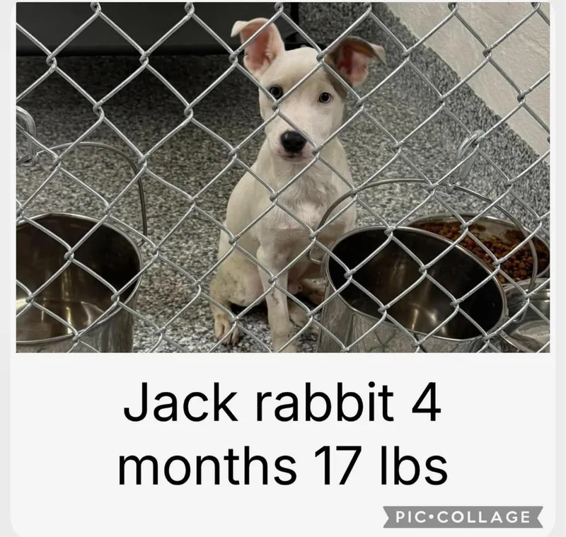 A baby medium-sized male Terrier dog named Jack Rabbit for adoption in Carmel, NY
