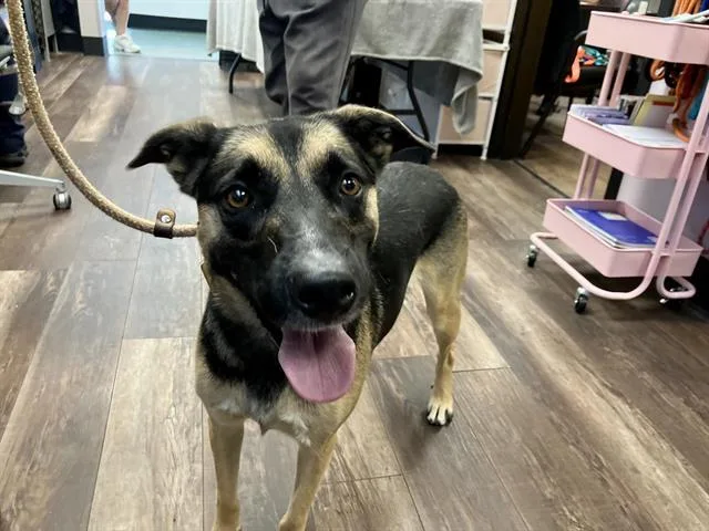 A young medium-sized female German Shepherd Dog dog named Iris for adoption in Albuquerque, NM