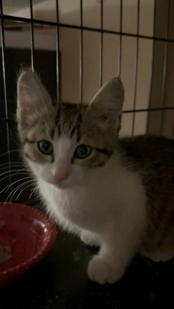 A baby small-sized male Domestic Short Hair cat named Doppler Ne. for adoption in Peoria, IL