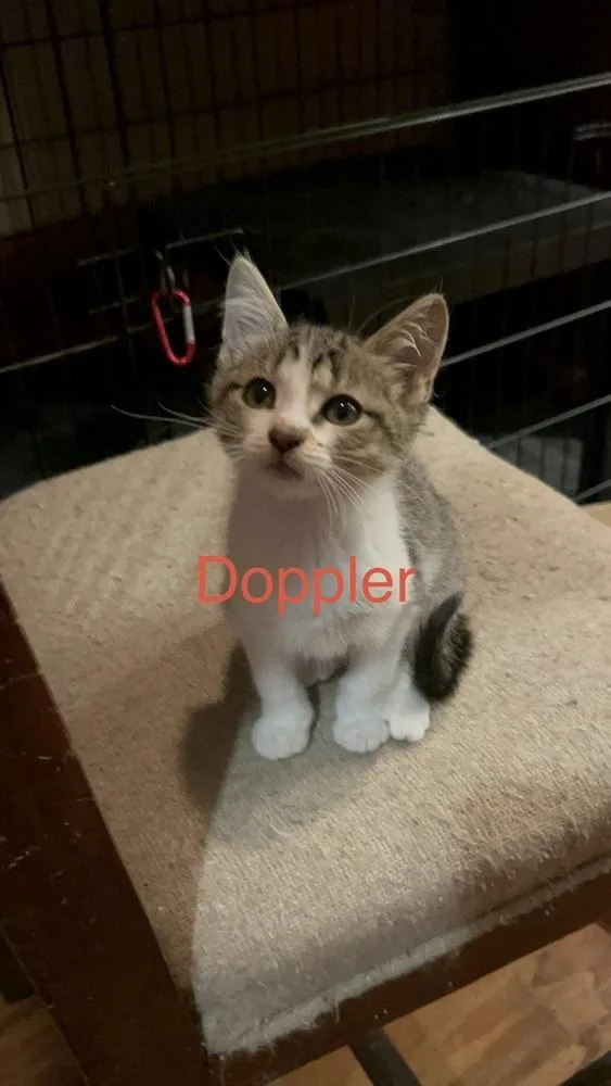 Doppler Ne. thumbnail 2