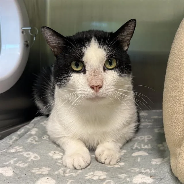 An adult small-sized male Domestic Short Hair cat named Spike for adoption in Centerville, MA