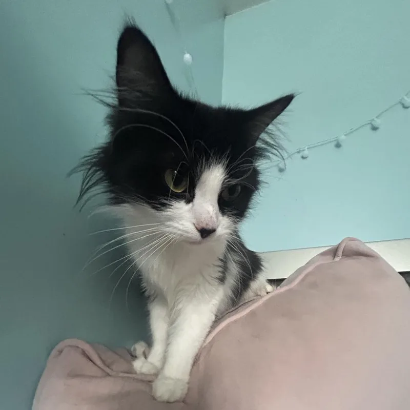 An adult medium-sized female Domestic Medium Hair cat named Philly for adoption in Chicago, IL