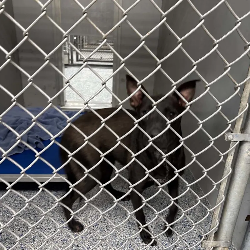 A young medium-sized female Black Mixed Breed dog named Naveena for adoption in Greenville, SC