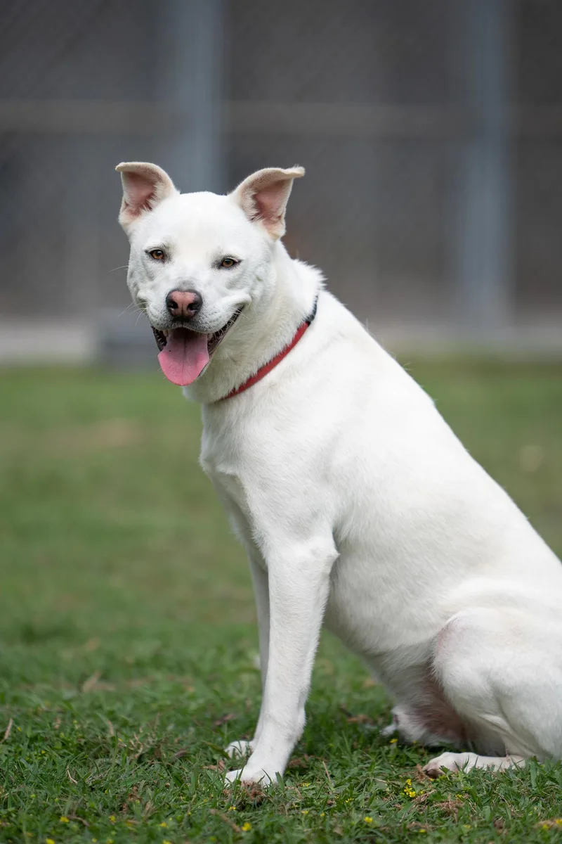 A young medium-sized male White / Cream Labrador Retriever dog named Mao for adoption in Tomball, TX