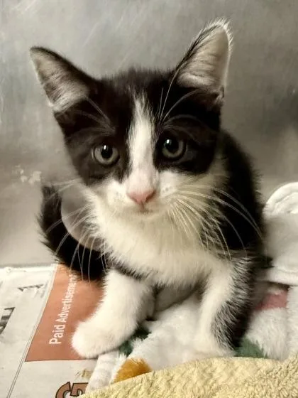 A young small-sized female Domestic Short Hair cat named Ahi Tuna for adoption in San Antonio, TX