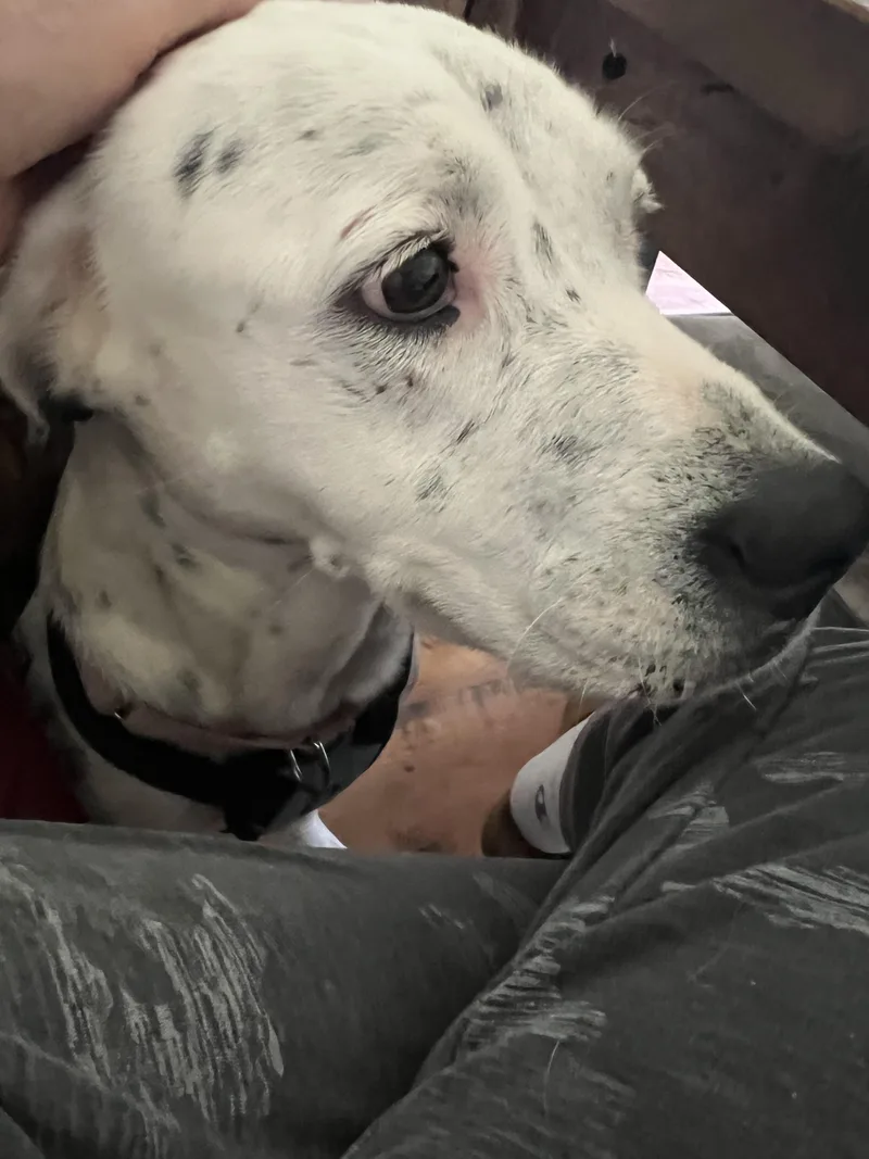 An adult medium-sized female Dalmatian dog named Darla for adoption in Mabank, TX