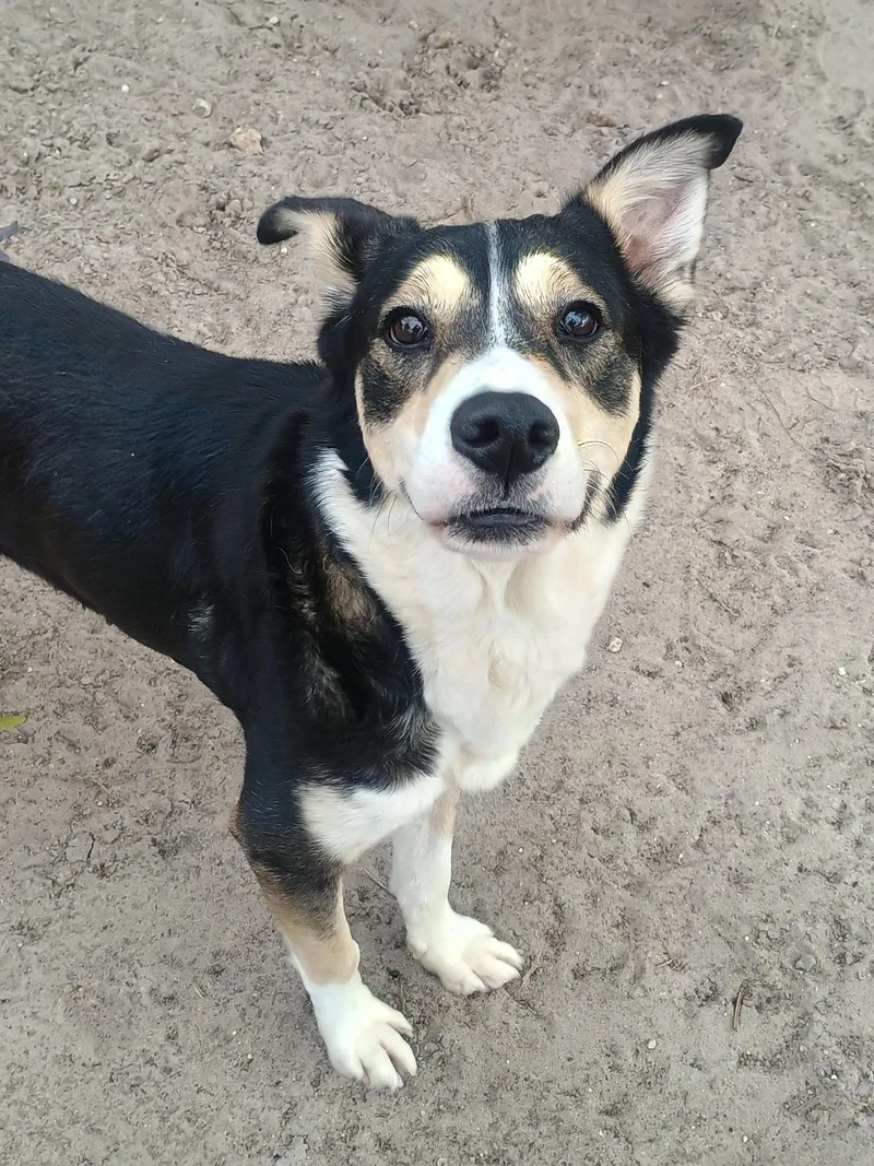 An adult medium-sized female Mixed Breed dog named Blue for adoption in New Port Richey, FL