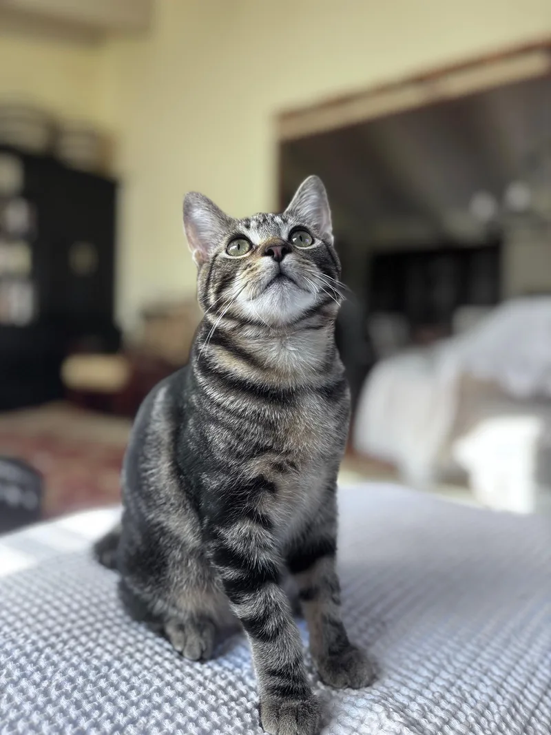 Clifford And Clyde thumbnail 2